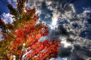 20110923-Sun and Tree-0578.jpg