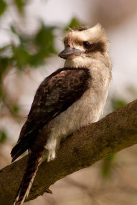 120218 Yanchep109.jpg