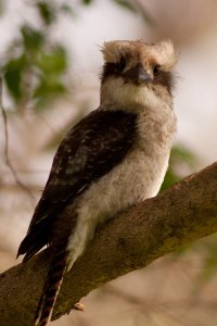 120218 Yanchep110.jpg