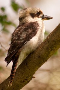 120218 Yanchep121.jpg