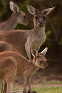 120218 Yanchep191.jpg