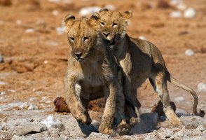 Lions-crisp-7595.jpg