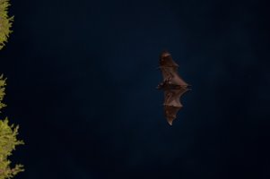 20120122-untitled-002-X2.jpg