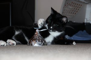 Cat1.JPG