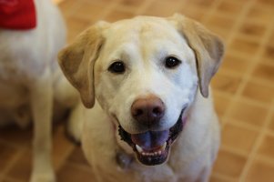 dog1.JPG