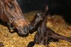Mare and Newborn Foal.jpg