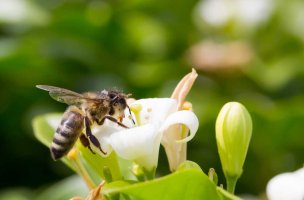 Bee005.jpg