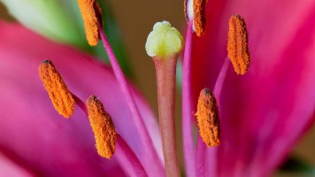 focus stacked pollen 1080p.jpg