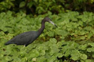 2007_CostaRica 109.jpg