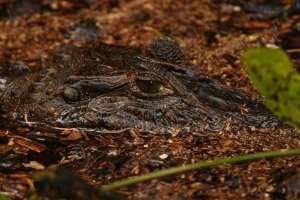 2007_CostaRica 137.jpg