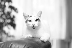 IMG_7945a.JPG