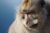 bali macaque.jpg