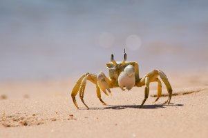 krab-2.jpg