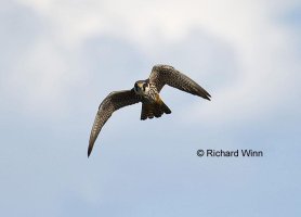 Acrobatic Hobby Watermark.jpg