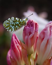 bugwithwings.jpg