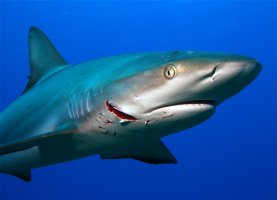 SharkScars2005.jpg