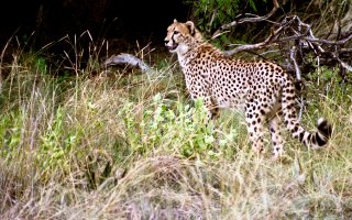 cheetah.jpg