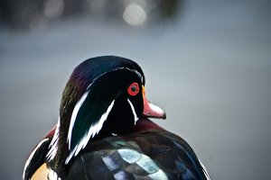 IMG_0616.jpg