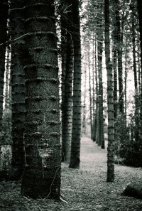 Trees.jpg