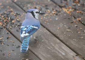 Bluejay-new lens.jpg