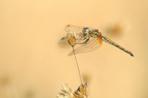 IMG_DragonFly.JPG
