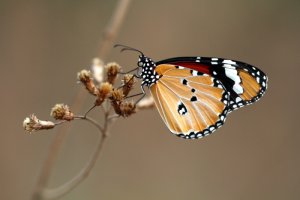 IMG_Commontiger.JPG