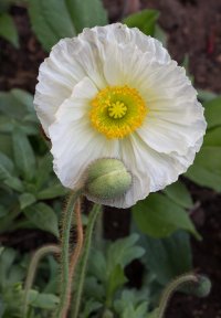 Zeiss 50 mm 2.0 ZE  f10 1-50 ISO 400 partial crop.jpg