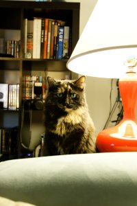 IMG_5952_DxO.jpg
