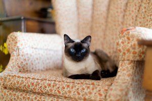 kitty_chair_R.jpg