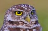 Owl Lookout 2.jpg