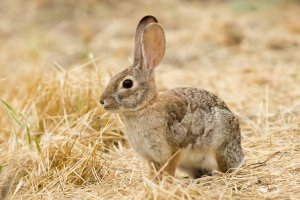 Wild Rabitt (1 of 1).jpg