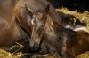 Newborn foal foaling.jpg