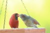 2 cardinals kissing (1 of 1)-2.jpg