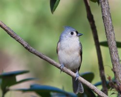 Titmouse-FD 800_.jpg
