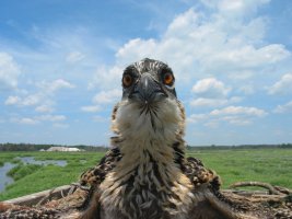 Osprey around 5-6 wks old.jpg