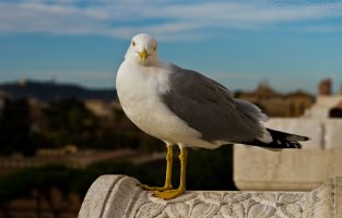 Seagull in Rome.jpg