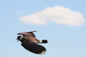 lapwing.jpg