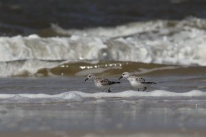 Sanderlings4.jpg