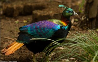 himalyan monal male.JPG