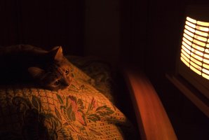 Cat - 2.jpg