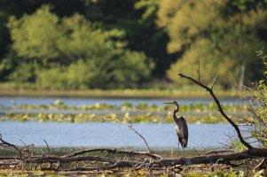 Heron.JPG