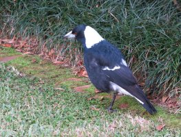IMG_0051.jpg