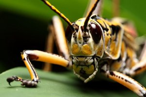 grasshopper.jpg