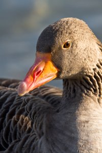 20120422 - Bird1.jpg