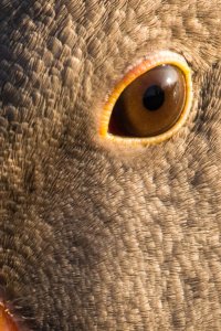 20120422 - Bird1 crop.jpg