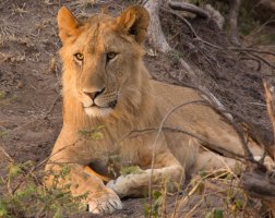 1107_Serengeti_032.jpg