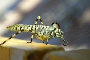 Funny Grasshopper.JPG