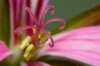 Blomstermacro 1.jpg