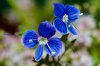 blå blomster.jpg