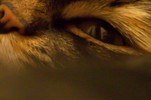 cat 69 luminance and no chroma NR.jpg